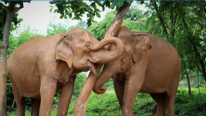 Top 5 kid-friendly experiences on Koh Samui | News by Thaiger