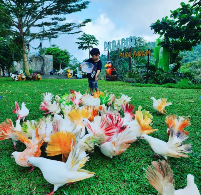 Top 5 kid-friendly experiences on Koh Samui | News by Thaiger