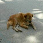 Confessions of a soi dog