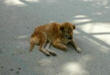 Confessions of a soi dog