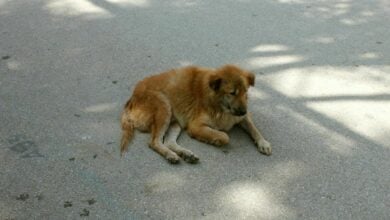 Confessions of a soi dog