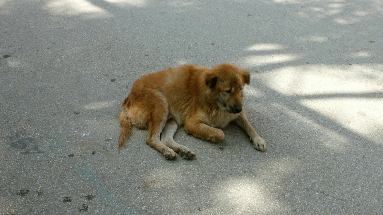 Confessions of a soi dog