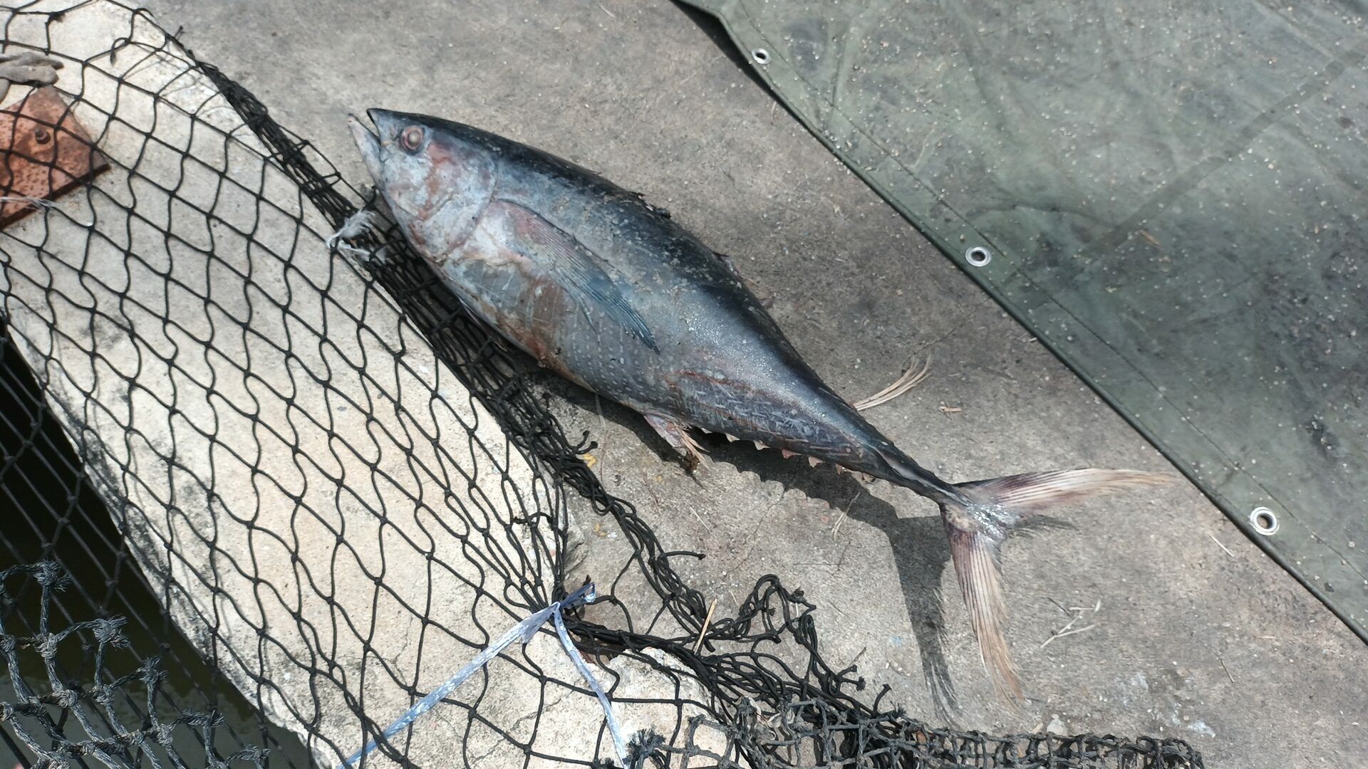 Fish from hell: Thai trucker KO’d by flying tuna in Samut Prakan | News by Thaiger