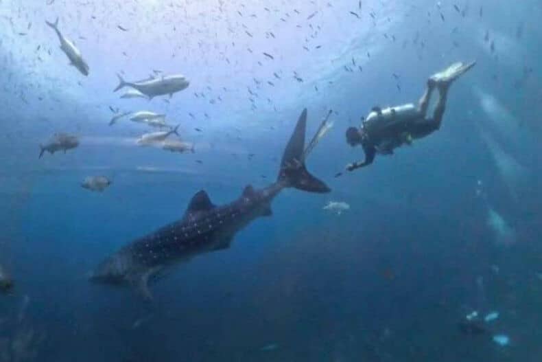 Rescue teams race to save trapped whale shark off Thai coast (video) | News by Thaiger