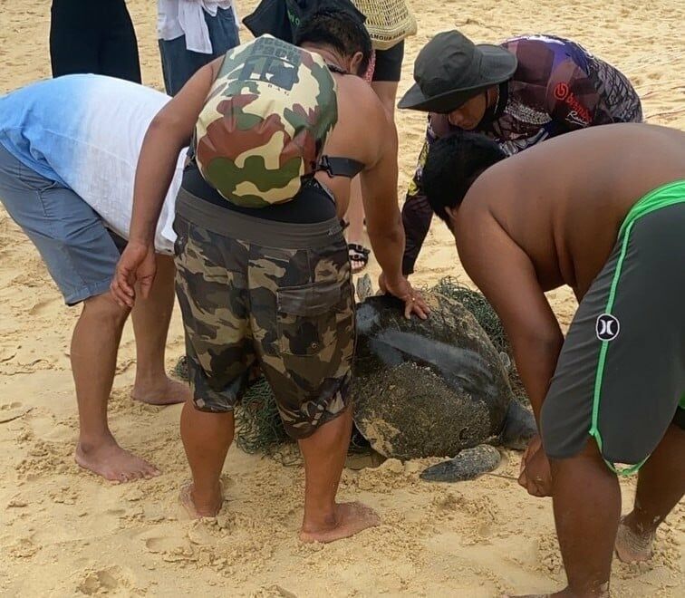 Phuket marine life in crisis as biologists save species | News by Thaiger
