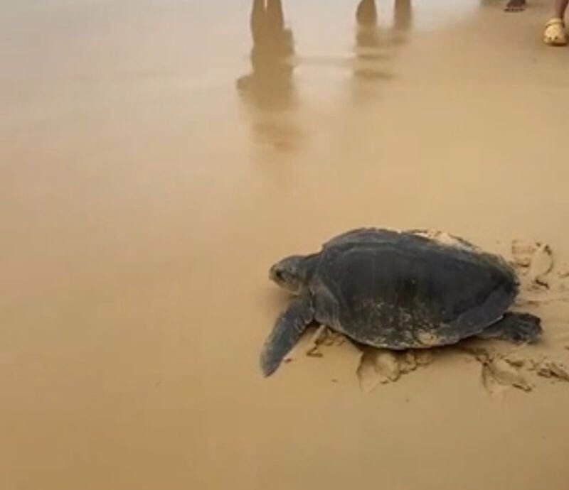 Phuket marine life in crisis as biologists save species | News by Thaiger