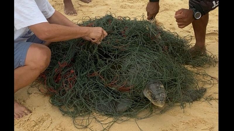 Phuket marine life in crisis as biologists save species | News by Thaiger