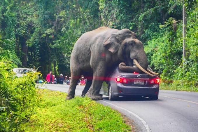New compensation policy for wild elephant attacks in Thailand | News by Thaiger