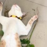 Meet Taro, the Thai store cat going viral for sleeping on the job | Thaiger