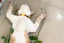 Meet Taro, the Thai store cat going viral for sleeping on the job