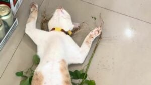 Meet Taro, the Thai store cat going viral for sleeping on the job