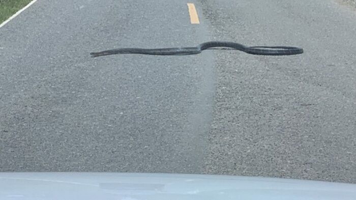 King cobra stops car in Phayao, leaving woman terrified | News by Thaiger