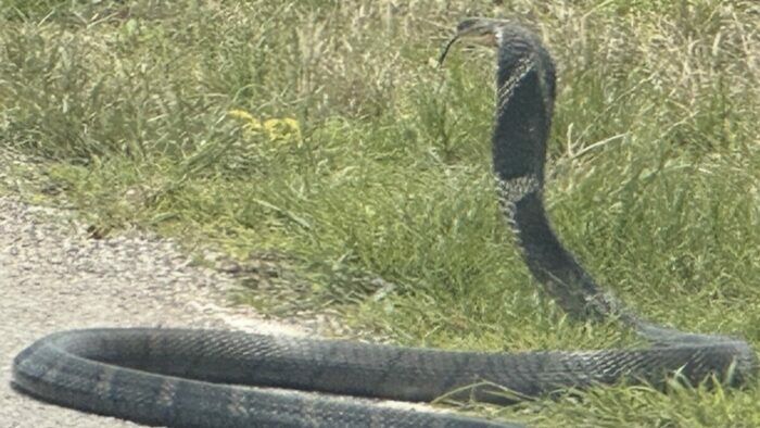 King cobra stops car in Phayao, leaving woman terrified | News by Thaiger