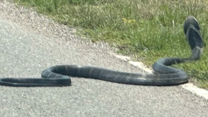 King cobra stops car in Phayao, leaving woman terrified | News by Thaiger