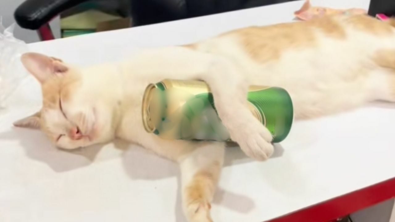 Meet Taro, the Thai store cat going viral for sleeping on the job | News by Thaiger