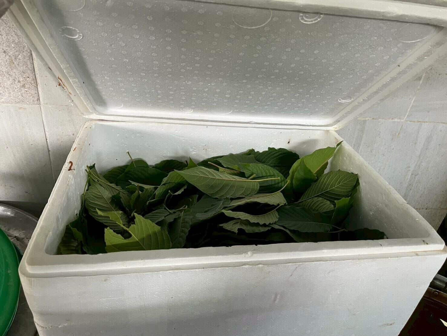 Chiang Rai café caught serving kratom tea to schoolkids | News by Thaiger