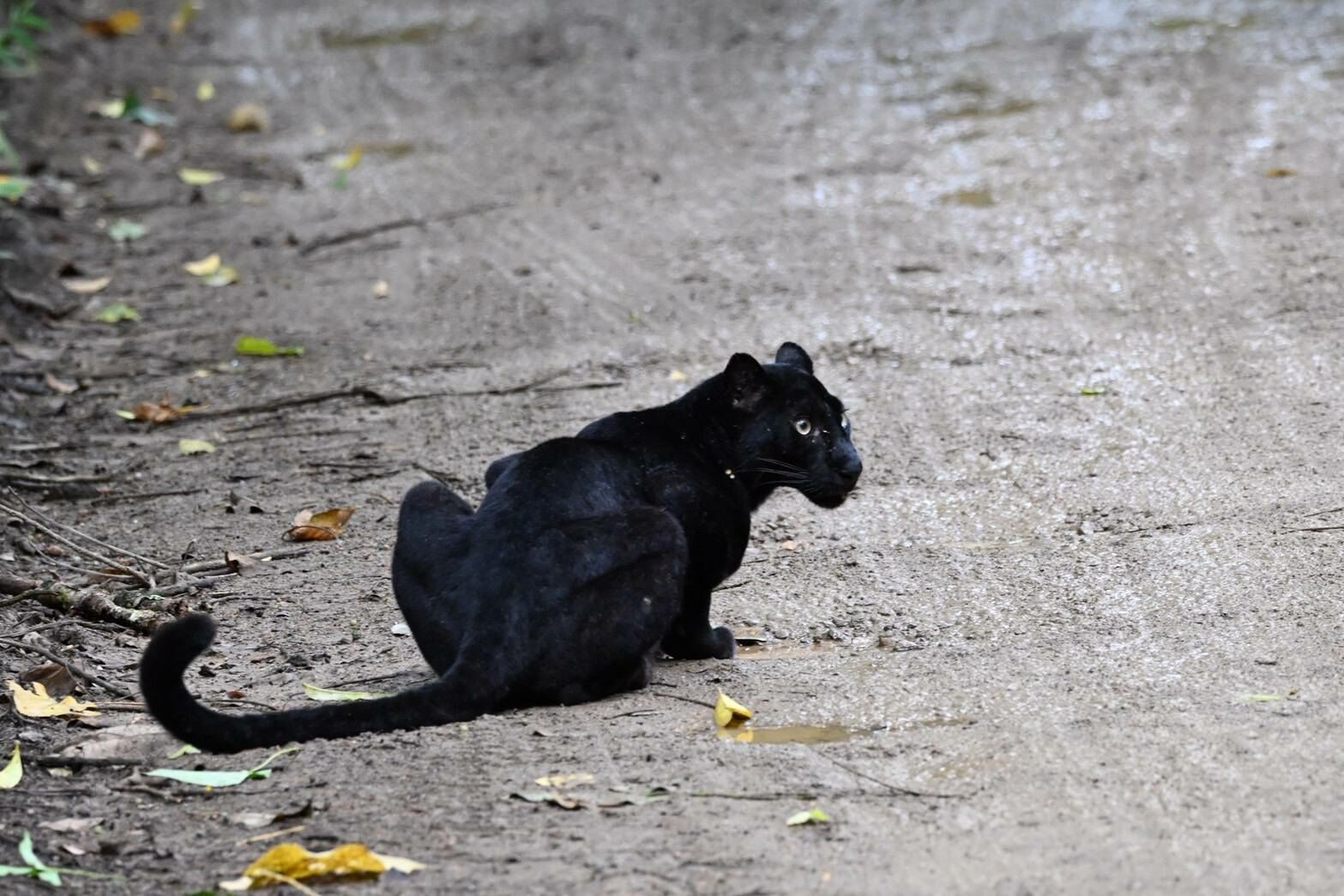 Black beauty: Rare leopard spotted at Phetchaburi national park | News by Thaiger