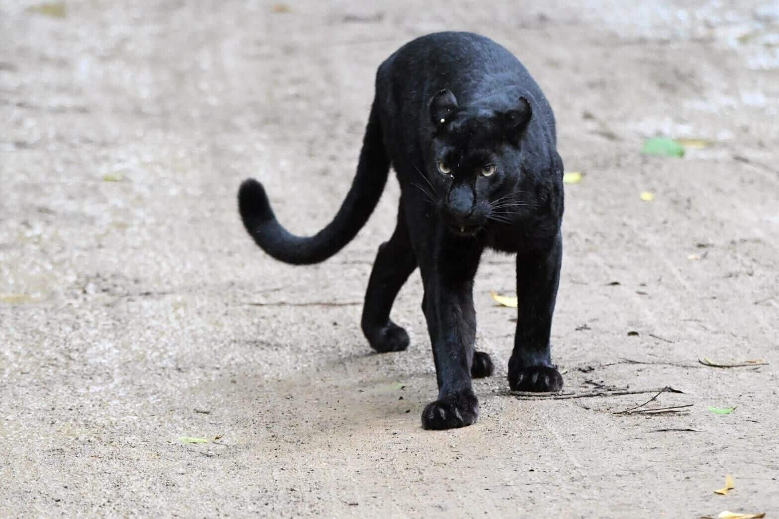 Black beauty: Rare leopard spotted at Phetchaburi national park | News by Thaiger