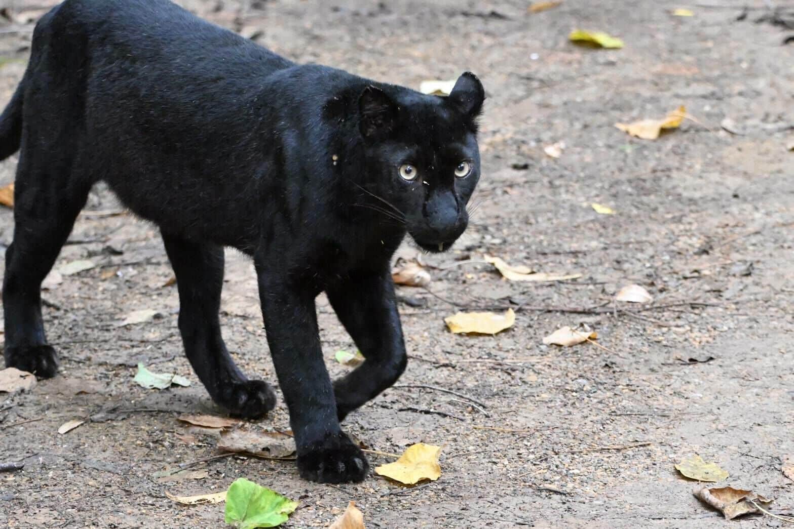 Black beauty: Rare leopard spotted at Phetchaburi national park | News by Thaiger