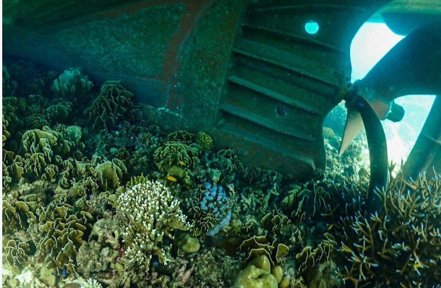 Thailand seeks 12m baht over coral reef damage by cargo ship | News by Thaiger