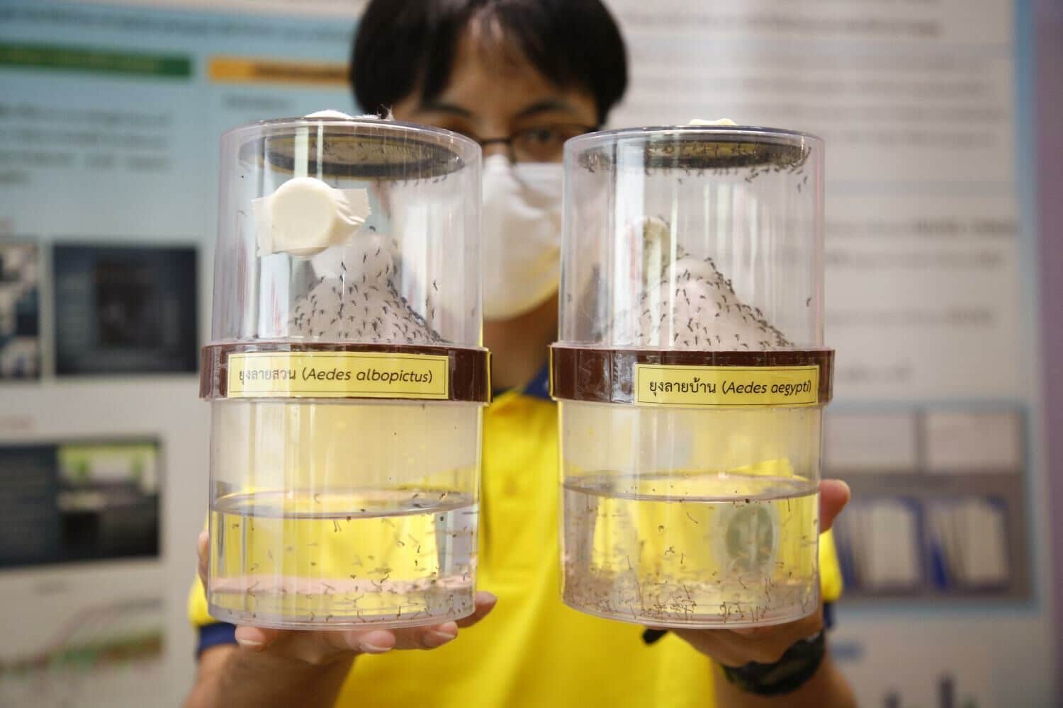 Thailand goes to war on dengue with free vaccine plan | News by Thaiger