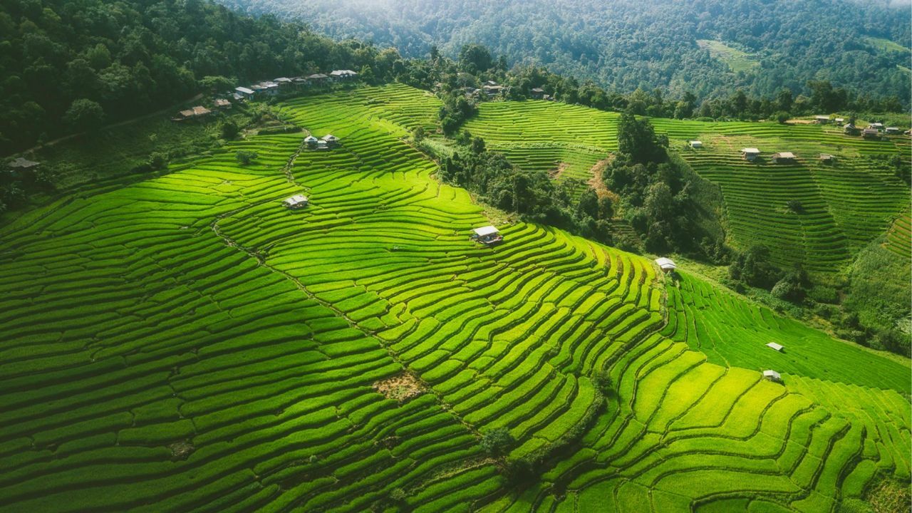 Ban Pa Pong Piang rice fields