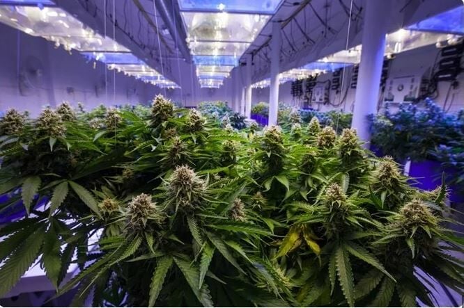 Thailand’s cannabis crackdown: New rules could kill the green rush | News by Thaiger