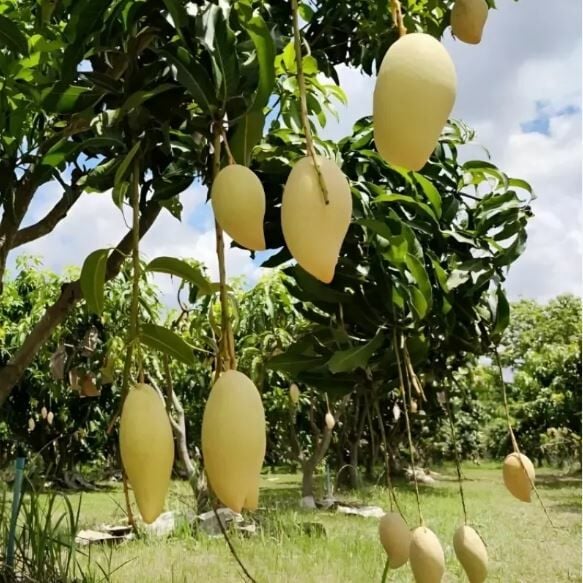 Army and prisoners tackle Thailand’s fruit labour crisis | News by Thaiger