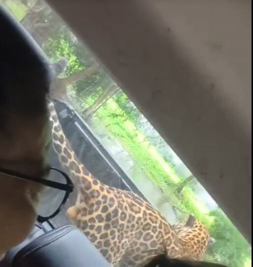 Playful leopard swipes tourist’s flip flop at Kanchanaburi safari (video) | News by Thaiger