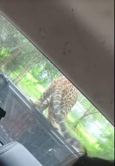 Playful leopard swipes tourist’s flip flop at Kanchanaburi safari (video) | News by Thaiger