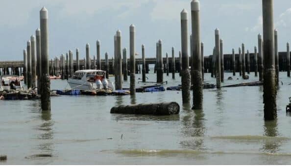 Pattaya deputy mayor leads cleanup of sunken docking buoys | News by Thaiger