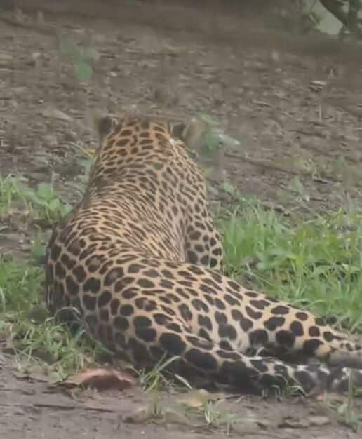 Playful leopard swipes tourist’s flip flop at Kanchanaburi safari (video) | News by Thaiger