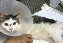 Thai couple brutally attacks cat and its owner in Bangkok