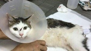 Thai couple brutally attacks cat and its owner in Bangkok