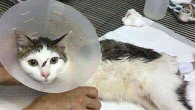 Thai couple brutally attacks cat and its owner in Bangkok