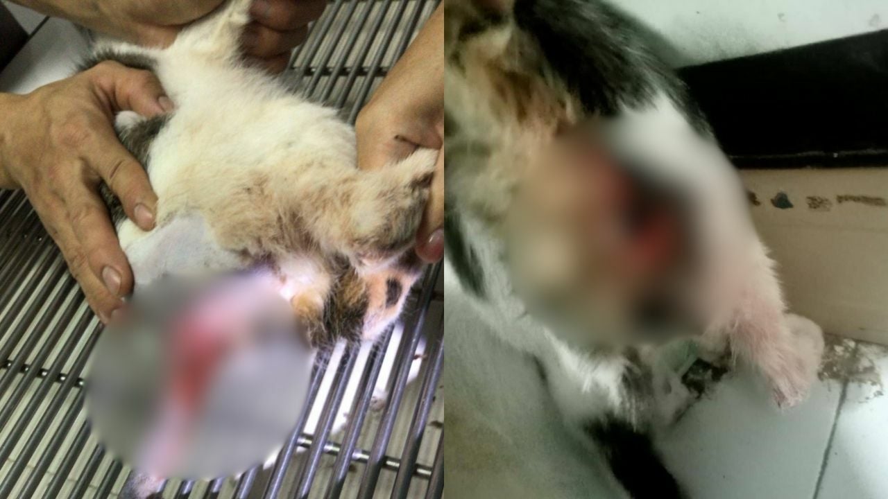 Cat abuse Bangkok Thailand