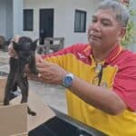 Black kitten survives 240km ride under car and finds forever home in Udon Thani | Thaiger