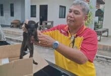 Black kitten survives 240km ride under car and finds forever home in Udon Thani