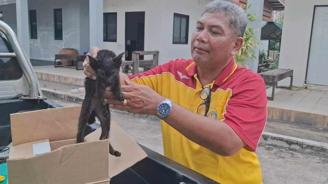 Black kitten survives 240km ride under car and finds forever home in Udon Thani