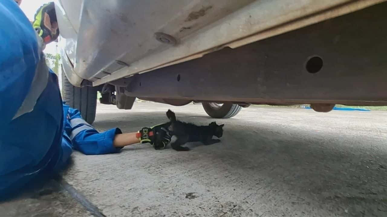Black kitten survives 240km ride under car and finds forever home in Udon Thani | News by Thaiger