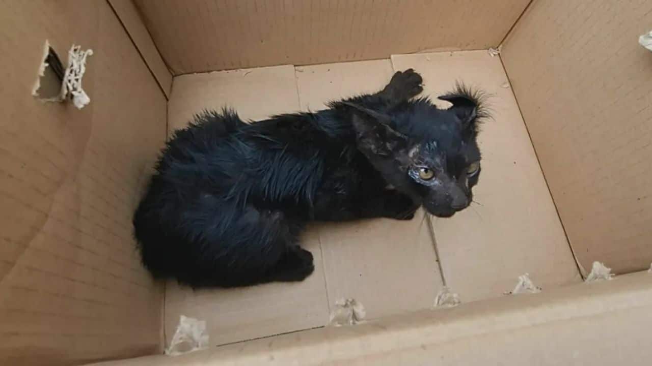Black kitten survives 240km ride under car and finds forever home in Udon Thani | News by Thaiger