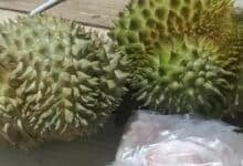 Desperate Thai mother pleads for son’s arrest after he trades durians for Yaba