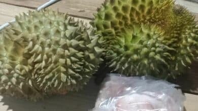 Desperate Thai mother pleads for son’s arrest after he trades durians for Yaba