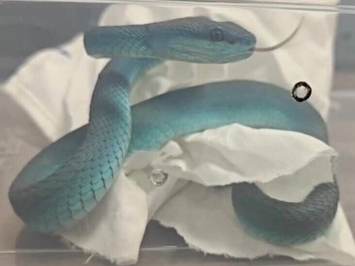 Vipers in luggage on Thailand to India flight spark trafficking alarm | News by Thaiger