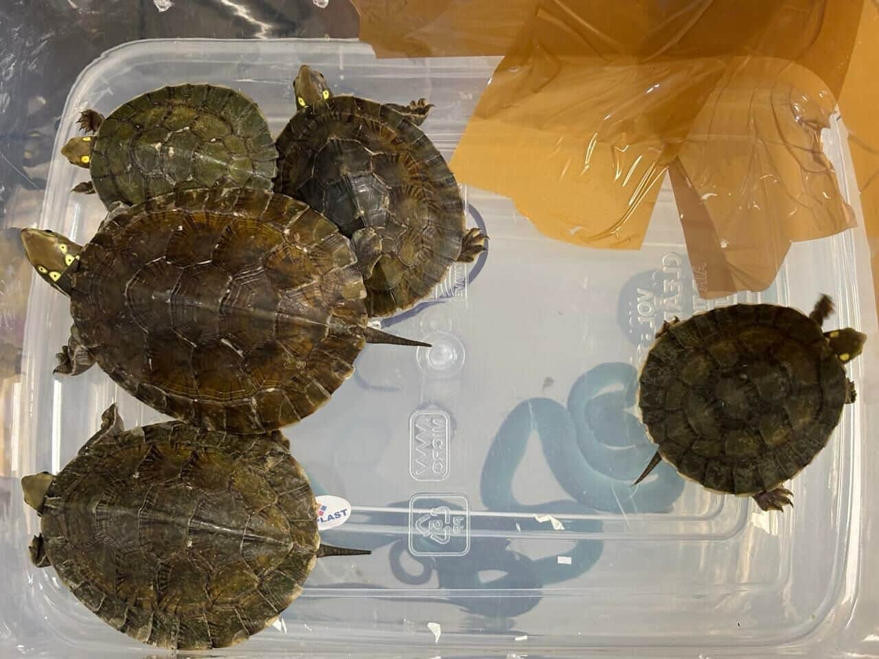 Vipers in luggage on Thailand to India flight spark trafficking alarm | News by Thaiger