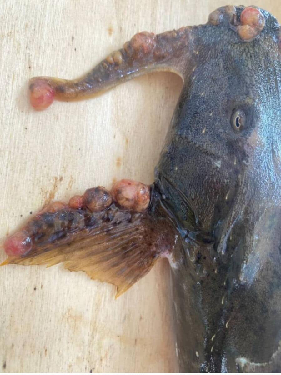 Fishy business: Mutant fish found in the Mekong River | News by Thaiger