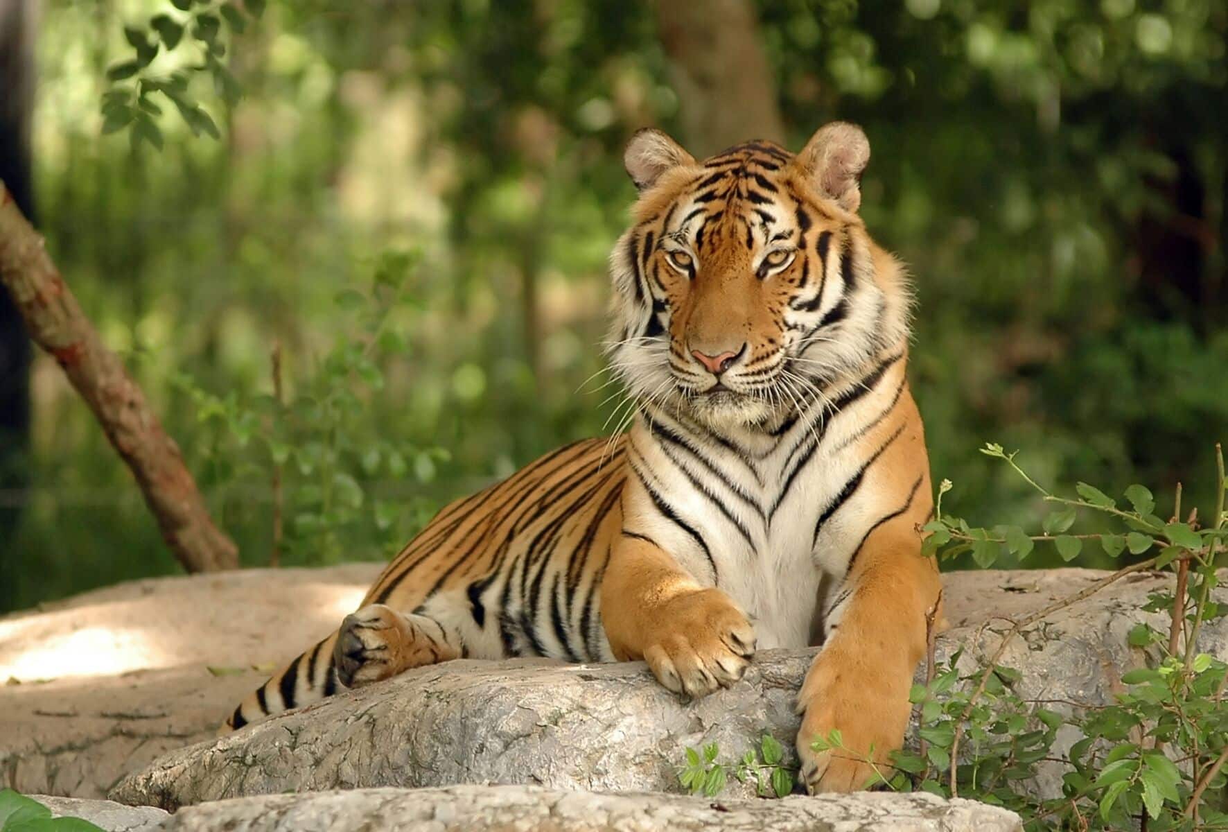 Tiger comeback: Prey release sparks hope in Thai jungle | News by Thaiger