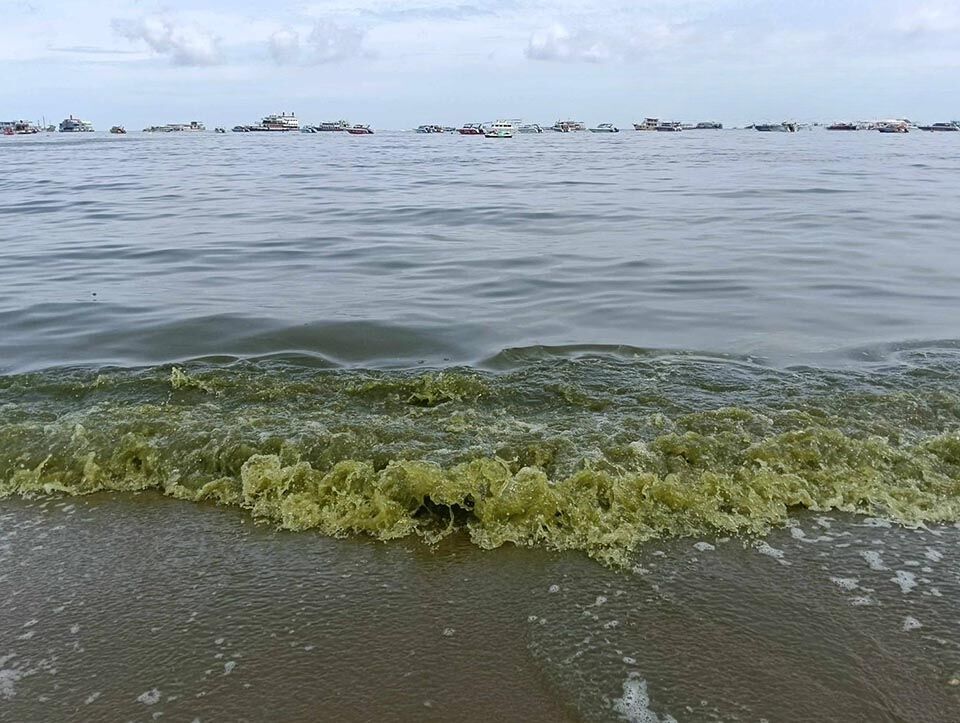 Pattaya beach turns green: Plankton bloom causes panic | News by Thaiger