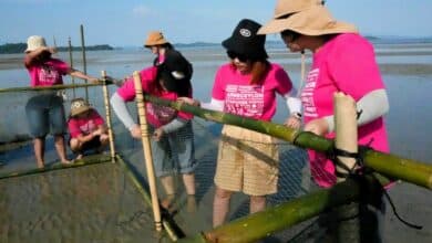 Jungceylon steps up to protect and restore seagrass for dugongs