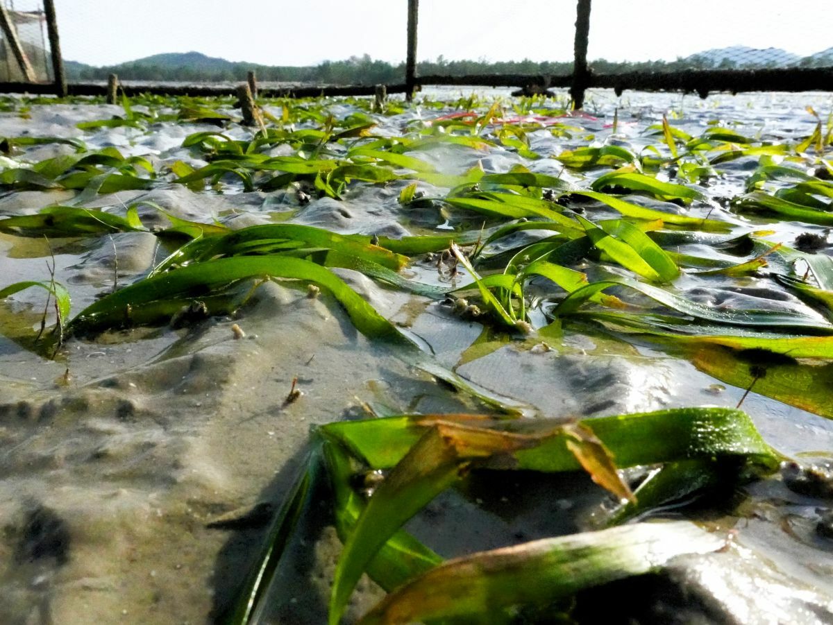 Jungceylon steps up to protect and restore seagrass for dugongs | News by Thaiger